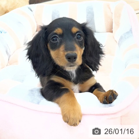 愛知県のミニチュアダックスフンド(ロング) (ペットプラス 豊田店/2025年11月2日生まれ/女の子/ブラックタン)の子犬の4枚目の画像