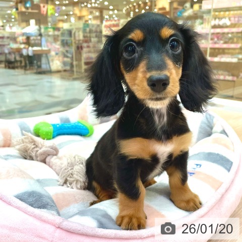 愛知県のミニチュアダックスフンド(ロング) (ペットプラス 豊田店/2025年11月2日生まれ/女の子/ブラックタン)の子犬の4枚目の画像