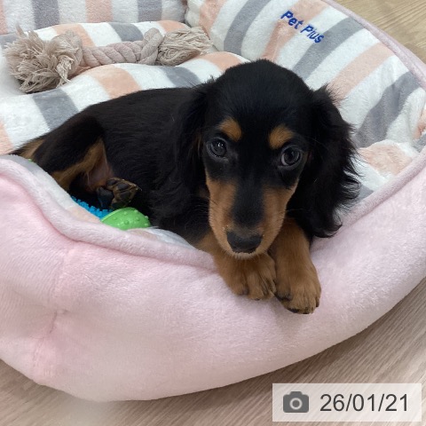 愛知県のミニチュアダックスフンド(ロング) (ペットプラス 豊田店/2025年11月2日生まれ/女の子/ブラックタン)の子犬の4枚目の画像