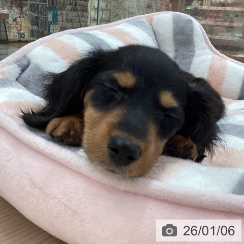 愛知県のミニチュアダックスフンド(ロング) (ペットプラス 豊田店/2025年11月2日生まれ/女の子/ブラックタン)の子犬の3枚目の画像