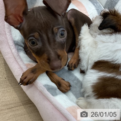 愛知県のミニチュアピンシャー (ペットプラス mozoワンダーシティ店/2025年11月3日生まれ/男の子/チョコレートタン)の子犬の4枚目の画像