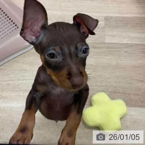 愛知県のミニチュアピンシャー (ペットプラス mozoワンダーシティ店/2025年11月3日生まれ/男の子/チョコレートタン)の子犬の3枚目の画像