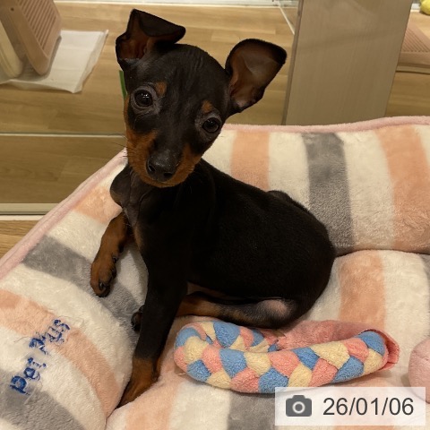 愛知県のミニチュアピンシャー (ペットプラス イオンモール豊川店/2025年11月3日生まれ/男の子/ブラックタン)の子犬の4枚目の画像