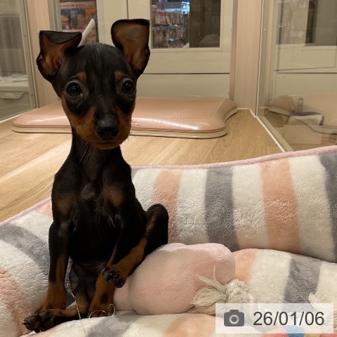 愛知県のミニチュアピンシャー (ペットプラス イオンモール豊川店/2025年11月3日生まれ/男の子/ブラックタン)の子犬の3枚目の画像