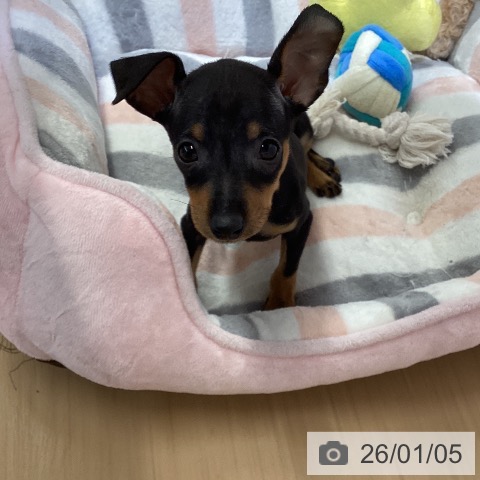 愛知県のミニチュアピンシャー (ペットプラス ナゴヤドーム前店/2025年11月3日生まれ/女の子/ブラックタン)の子犬の4枚目の画像