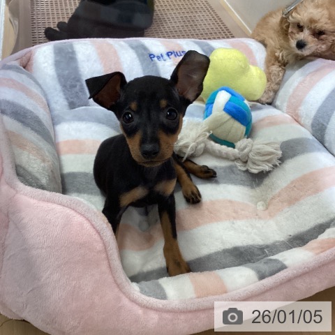 愛知県のミニチュアピンシャー (ペットプラス ナゴヤドーム前店/2025年11月3日生まれ/女の子/ブラックタン)の子犬の3枚目の画像