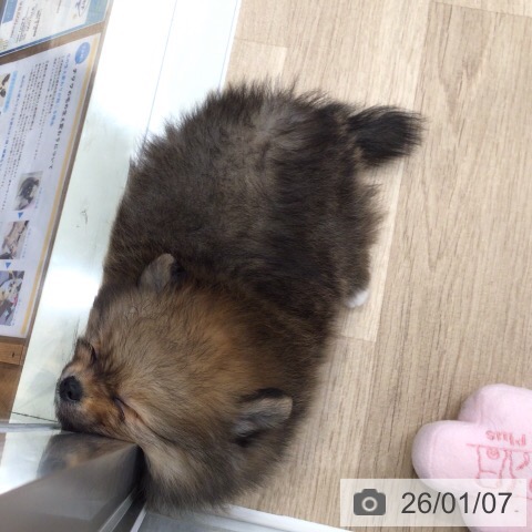 岐阜県のポメラニアン (ペットプラス 各務原店/2025年11月3日生まれ/男の子/オレンジセーブル)の子犬の3枚目の画像