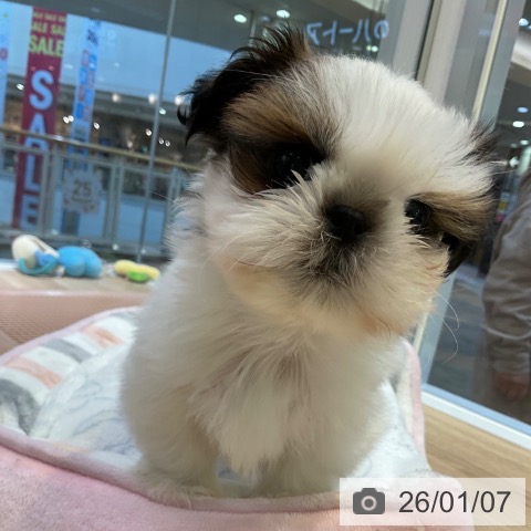 愛知県のシーズー (ペットプラス 岡崎店/2025年11月1日生まれ/男の子/ホワイトゴールド)の子犬の3枚目の画像