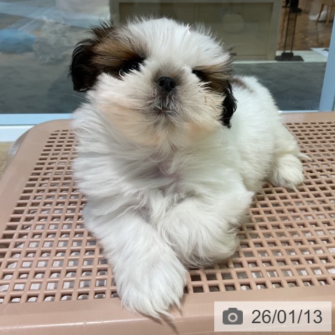 愛知県のシーズー (ペットプラス 岡崎店/2025年11月1日生まれ/男の子/ホワイトゴールド)の子犬の3枚目の画像