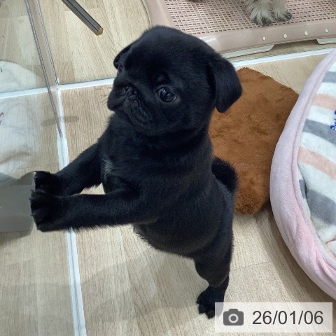 岐阜県のパグ (ペットプラス 各務原店/2025年11月3日生まれ/男の子/ブラック)の子犬の4枚目の画像