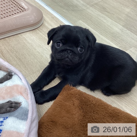 岐阜県のパグ (ペットプラス 各務原店/2025年11月3日生まれ/男の子/ブラック)の子犬の3枚目の画像