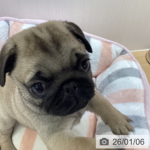 愛知県のパグ (ペットプラス ナゴヤドーム前店/2025年11月3日生まれ/女の子/フォーン)の子犬の4枚目の画像