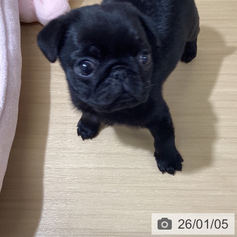 愛知県のパグ (ペットプラス ナゴヤドーム前店/2025年11月3日生まれ/女の子/ブラック)の子犬の4枚目の画像
