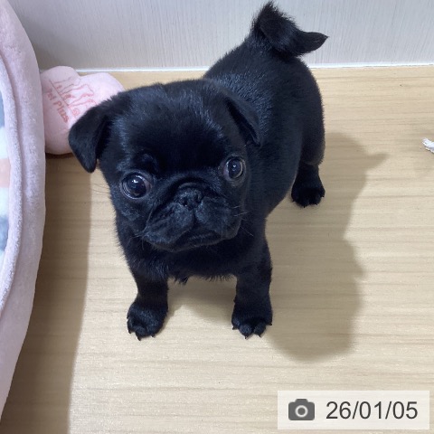 愛知県のパグ (ペットプラス ナゴヤドーム前店/2025年11月3日生まれ/女の子/ブラック)の子犬の3枚目の画像