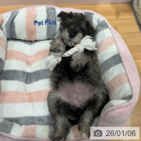 愛知県のミニチュアシュナウザー (ペットプラス 名古屋茶屋店/2025年11月3日生まれ/女の子/ソルトペッパー)の子犬の4枚目の画像