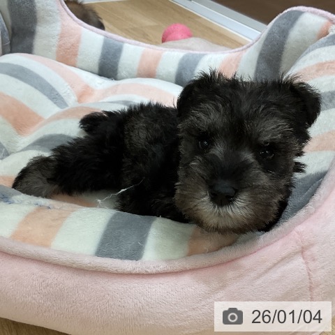 愛知県のミニチュアシュナウザー (ペットプラス イオンモール豊川店/2025年11月3日生まれ/女の子/ソルトペッパー)の子犬の3枚目の画像