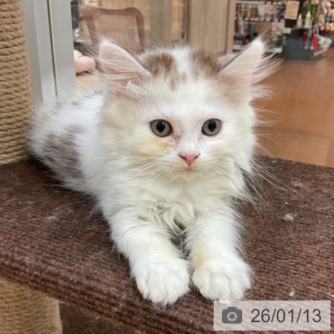 愛知県のサイベリアン (ペットプラス イオンモール長久手店/2025年10月29日生まれ/男の子/シルバータビーホワイト)の子猫の3枚目の画像