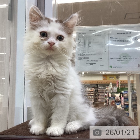 サイベリアンの写真