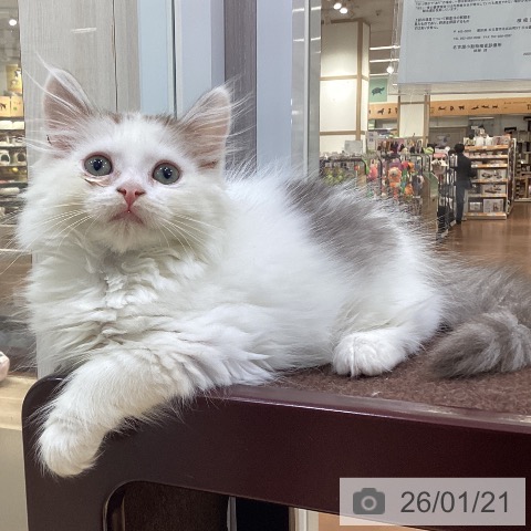 愛知県のサイベリアン (ペットプラス イオンモール長久手店/2025年10月29日生まれ/男の子/シルバータビーホワイト)の子猫の4枚目の画像