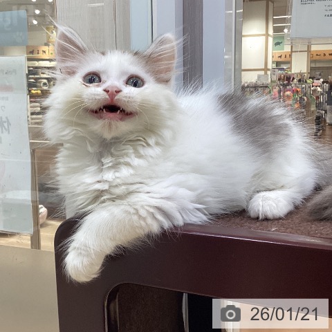 愛知県のサイベリアン (ペットプラス イオンモール長久手店/2025年10月29日生まれ/男の子/シルバータビーホワイト)の子猫の3枚目の画像