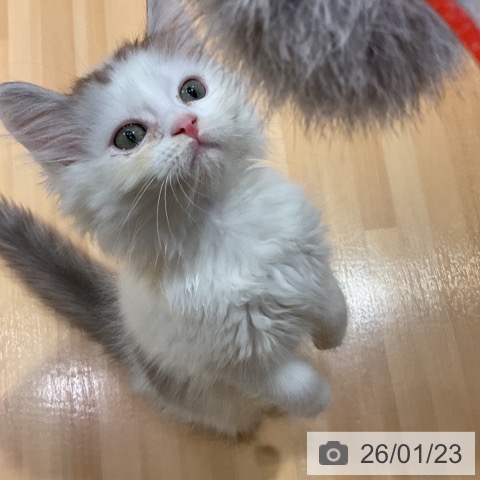 愛知県のサイベリアン (ペットプラス イオンモール長久手店/2025年10月29日生まれ/男の子/シルバータビーホワイト)の子猫の3枚目の画像