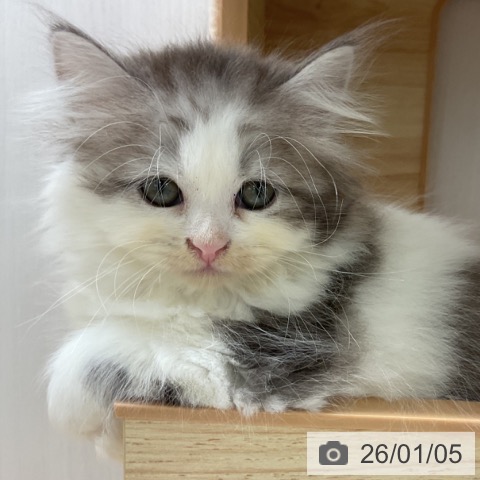 愛知県のサイベリアン (ペットプラス 岡崎店/2025年10月29日生まれ/男の子/シルバータビーホワイト)の子猫の3枚目の画像