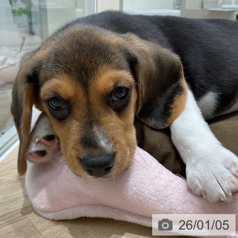 三重県のビーグル (ペットプラス 鈴鹿店/2025年11月1日生まれ/男の子/ハウンドカラー)の子犬の4枚目の画像