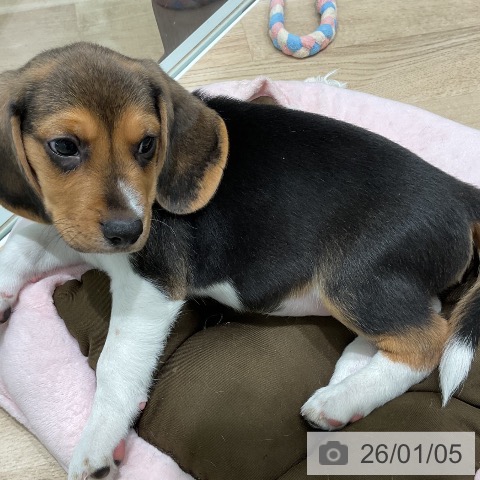 三重県のビーグル (ペットプラス 鈴鹿店/2025年11月1日生まれ/男の子/ハウンドカラー)の子犬の3枚目の画像