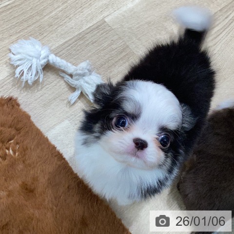 岐阜県のチワワ(ロング) (ペットプラス 各務原店/2025年11月1日生まれ/男の子/ブラックホワイトタン)の子犬の4枚目の画像