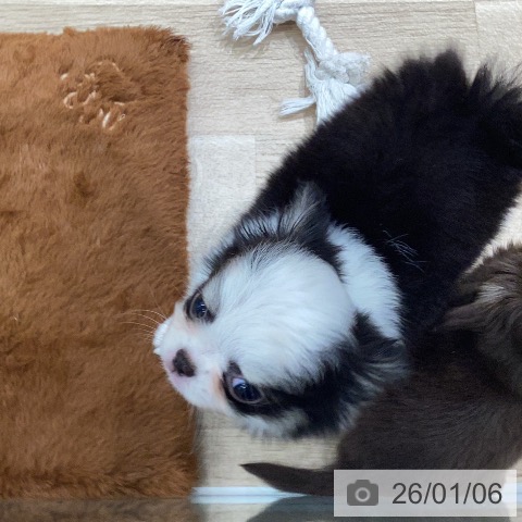 岐阜県のチワワ(ロング) (ペットプラス 各務原店/2025年11月1日生まれ/男の子/ブラックホワイトタン)の子犬の3枚目の画像