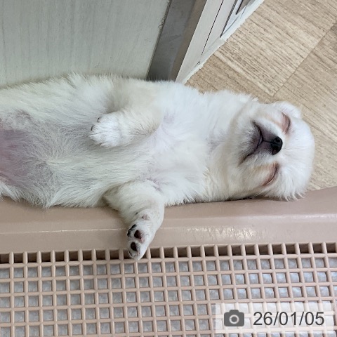 愛知県のチワワ(ロング) (ペットプラス mozoワンダーシティ店/2025年11月4日生まれ/女の子/クリームホワイト)の子犬の4枚目の画像