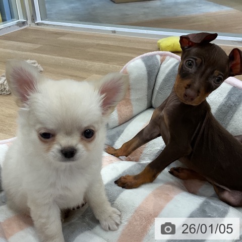 愛知県のチワワ(ロング) (ペットプラス mozoワンダーシティ店/2025年11月4日生まれ/女の子/クリームホワイト)の子犬の3枚目の画像