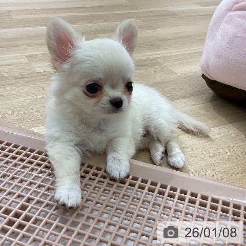 愛知県のチワワ(ロング) (ペットプラス mozoワンダーシティ店/2025年11月4日生まれ/女の子/クリームホワイト)の子犬の4枚目の画像