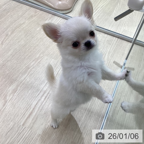 愛知県のチワワ(ロング) (ペットプラス ナゴヤドーム前店/2025年11月4日生まれ/女の子/クリームホワイト)の子犬の4枚目の画像