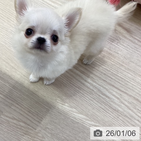 愛知県のチワワ(ロング) (ペットプラス ナゴヤドーム前店/2025年11月4日生まれ/女の子/クリームホワイト)の子犬の3枚目の画像