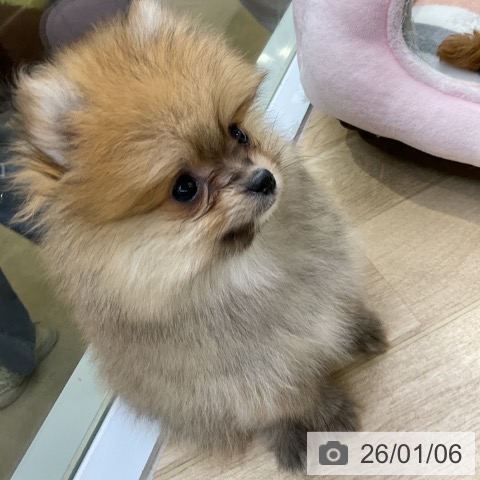 愛知県のポメラニアン (ペットプラス mozoワンダーシティ店/2025年11月6日生まれ/男の子/オレンジ)の子犬の3枚目の画像
