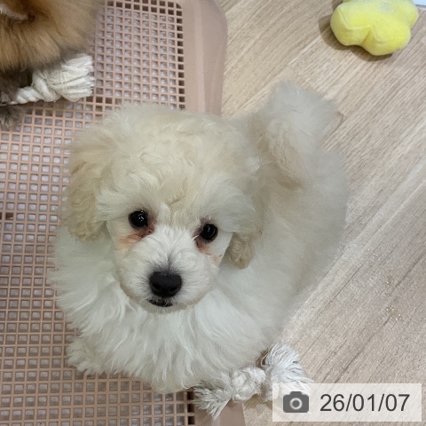愛知県のトイプードル(トイ) (ペットプラス mozoワンダーシティ店/2025年11月5日生まれ/女の子/ホワイト)の子犬の4枚目の画像