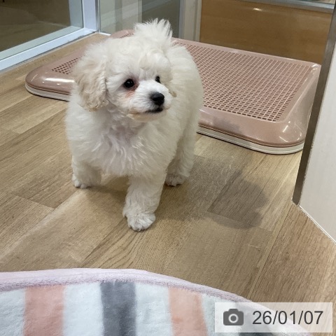 愛知県のトイプードル(トイ) (ペットプラス mozoワンダーシティ店/2025年11月5日生まれ/女の子/ホワイト)の子犬の3枚目の画像
