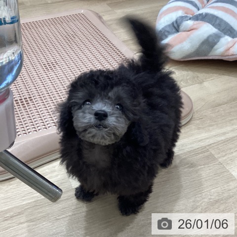 岐阜県のトイプードル(トイ) (ペットプラス 各務原店/2025年11月5日生まれ/女の子/シルバー)の子犬の4枚目の画像