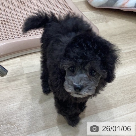 岐阜県のトイプードル(トイ) (ペットプラス 各務原店/2025年11月5日生まれ/女の子/シルバー)の子犬の3枚目の画像
