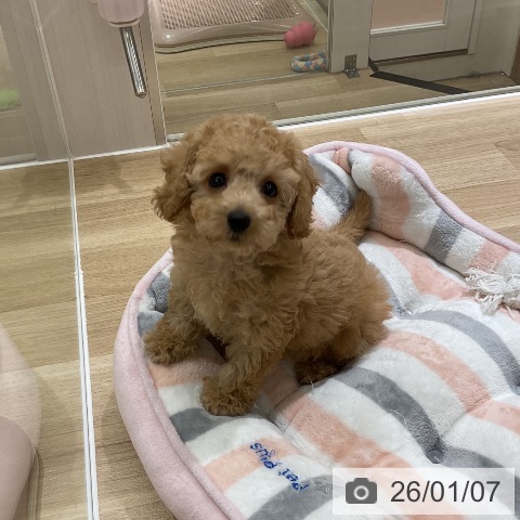 愛知県のトイプードル(トイ) (ペットプラス イオンモール豊川店/2025年11月4日生まれ/男の子/オレンジフォーン)の子犬の3枚目の画像