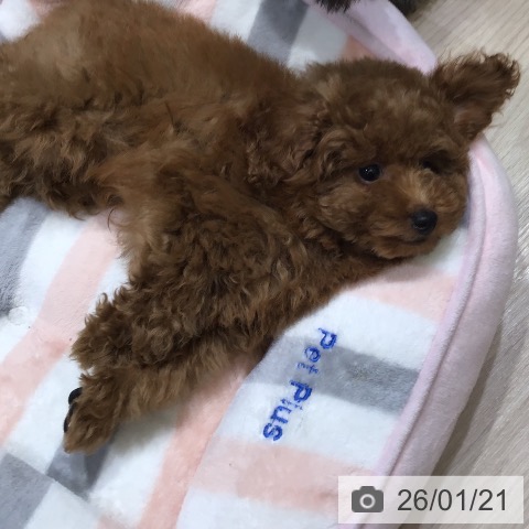 トイ・プードルの写真