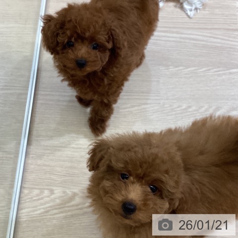 トイ・プードルの写真