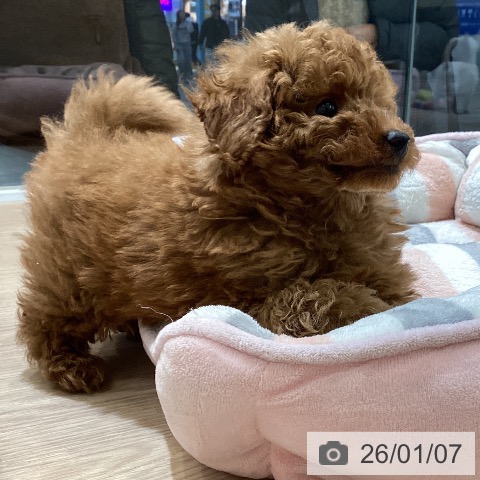 富山県のトイプードル(トイ) (ペットプラス 高岡店/2025年11月6日生まれ/男の子/レッド)の子犬の4枚目の画像