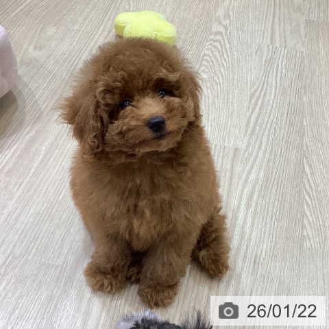 トイ・プードルの写真