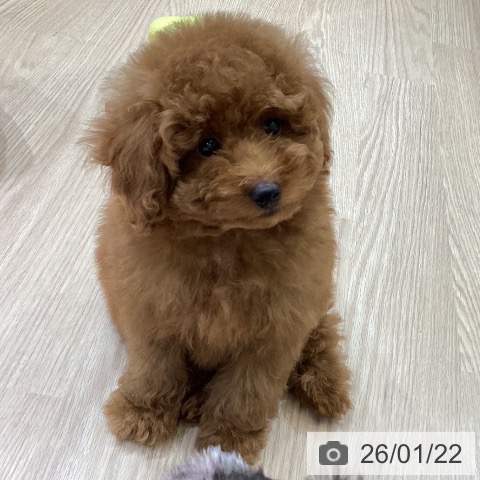 トイ・プードルの写真