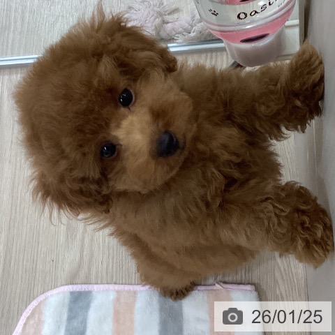 富山県のトイプードル(トイ) (ペットプラス 高岡店/2025年11月6日生まれ/男の子/レッド)の子犬の4枚目の画像