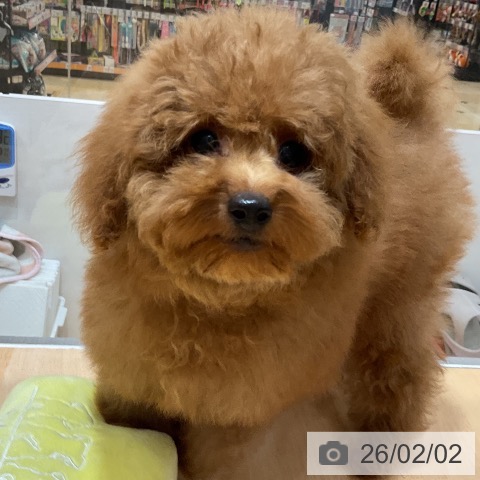 トイ・プードルの写真