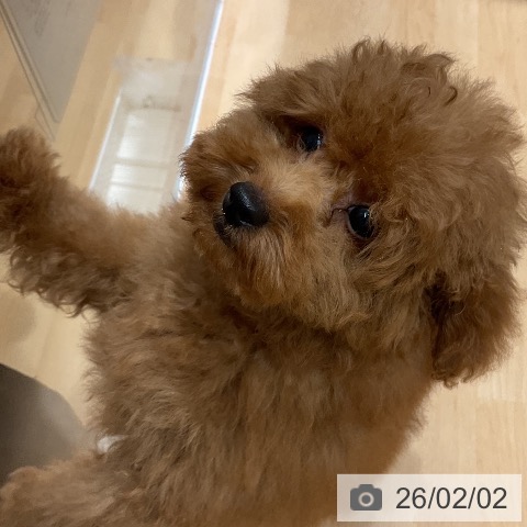 トイ・プードルの写真