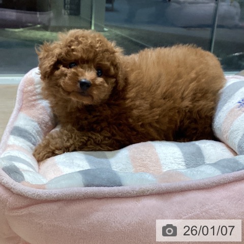 富山県のトイプードル(トイ) (ペットプラス 高岡店/2025年11月6日生まれ/男の子/レッド)の子犬の3枚目の画像